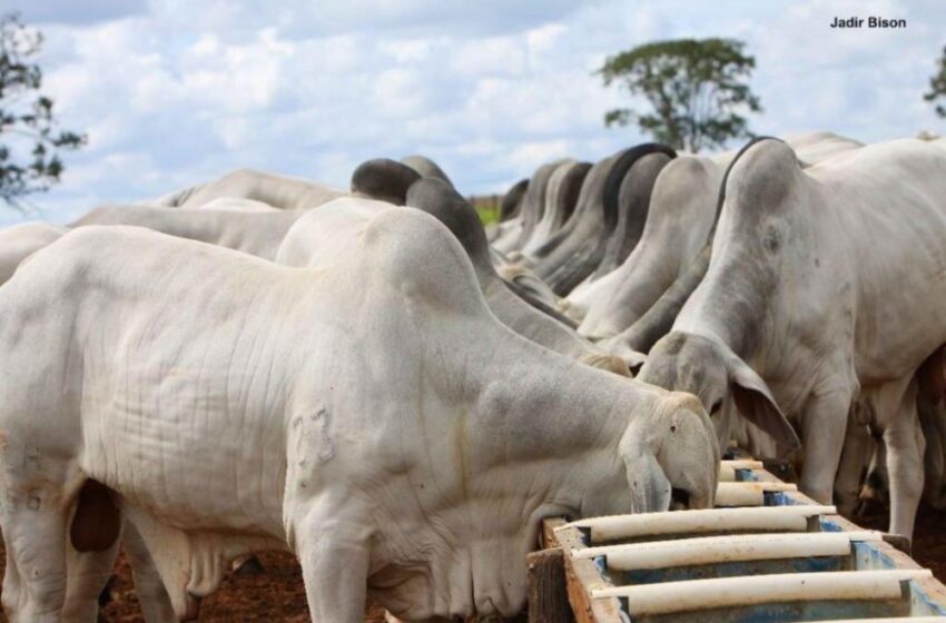  Preço da arroba do boi gordo cai 6% em Rondônia; veja cotação